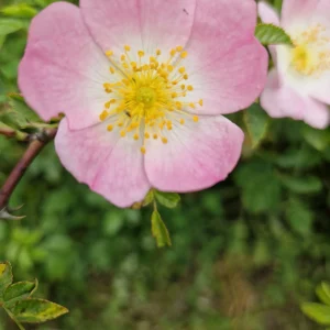 fleur de bach églantier - Wild Rose 37