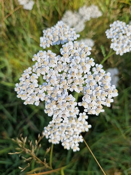 Elixir floral d'Achilée banche du Valais