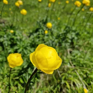 elixir-floral-Trolle