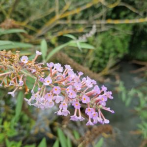 élixir floral de buddleja du Japon