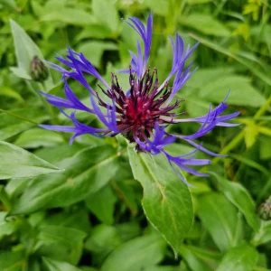 elixir-floral-de-centaurée