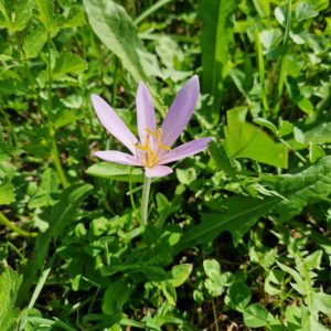 élixir floral de colchique