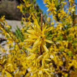 elixir-floral-de-forsythia