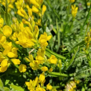 elixir-floral-de-genet