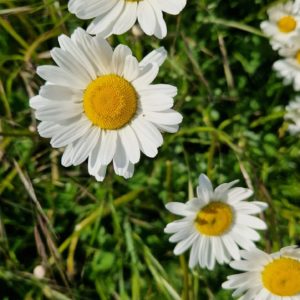 elixir floral de marguerite