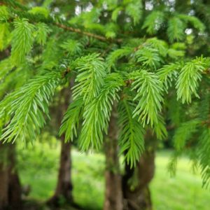 elixir floral epicea