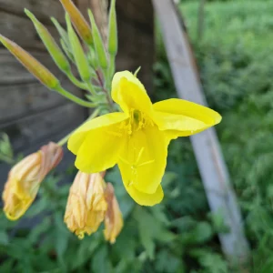 elixir floral d'onagre