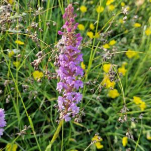 élixir floral orchis moucheron
