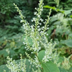 élixir floral- renouée du Japon