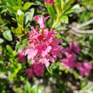 élixir floral de rhododendron