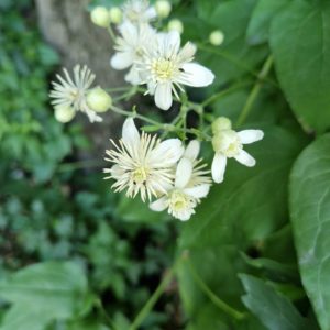 fleur de Bach clematis clématite 9